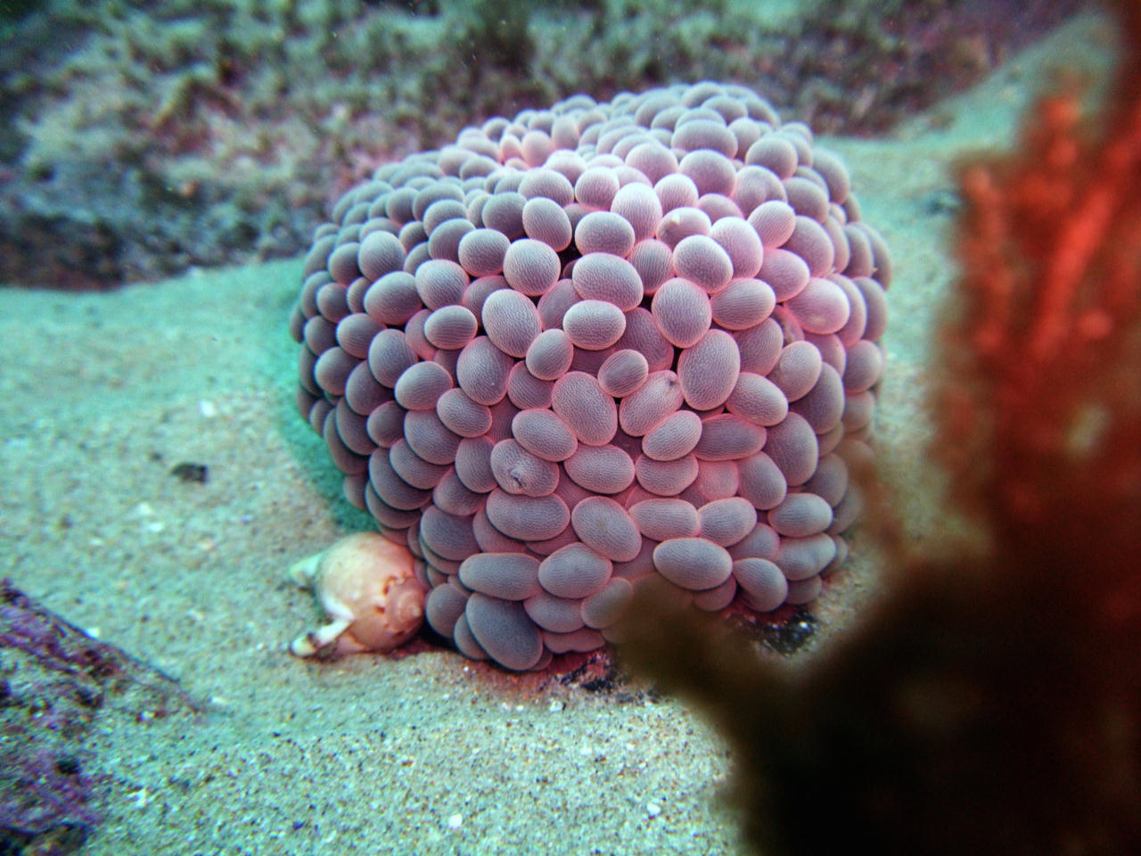 Phlyctenactis tuberculosa